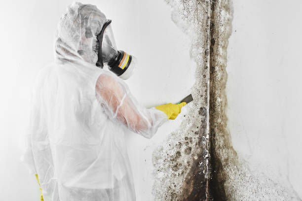 Best Mold Remediation  in Lawnside, NJ