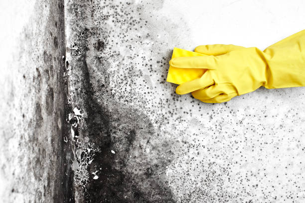 Best Professional Mold Removal  in Lawnside, NJ