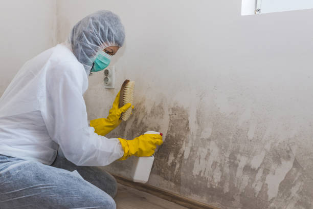 Best Local Mold Removal Service  in Lawnside, NJ