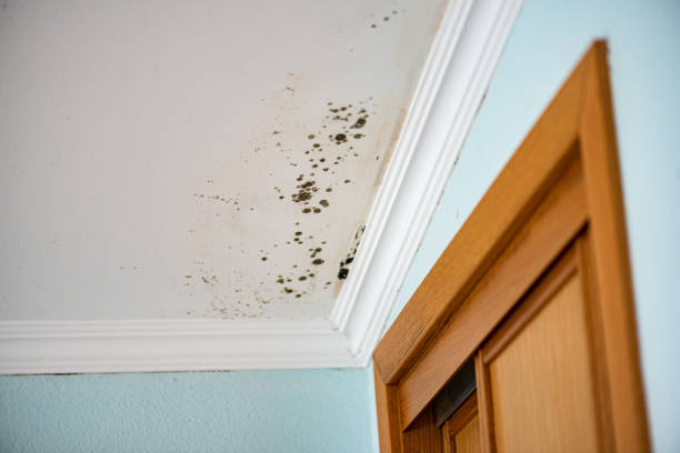 Best Same-Day Mold Removal  in Lawnside, NJ
