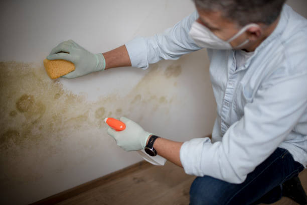 Best Mold Removal Near Me  in Lawnside, NJ