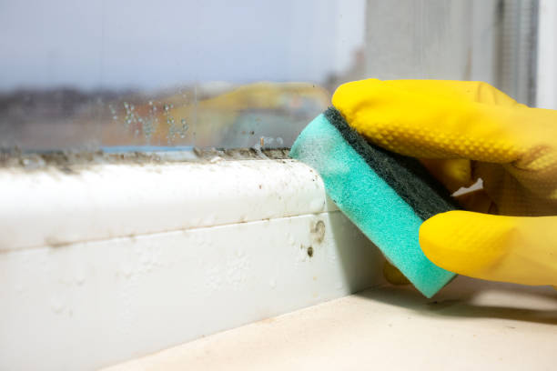 Best Black Mold Removal  in Lawnside, NJ