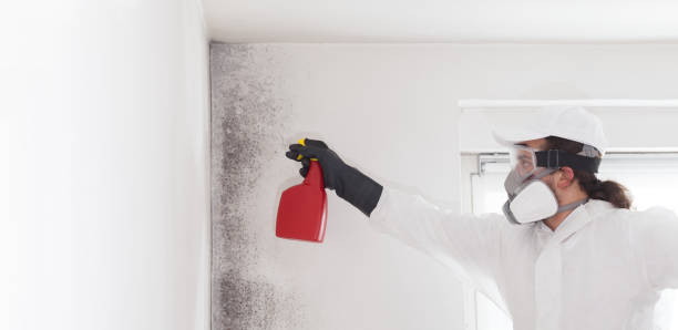 Best Local Mold Removal Service  in Lawnside, NJ