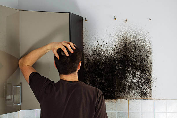 Best Mold Removal Company Near Me  in Lawnside, NJ