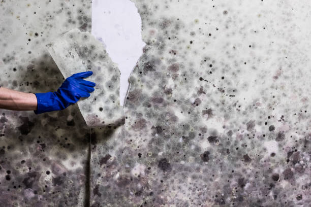 Best Mold Testing and Removal  in Lawnside, NJ