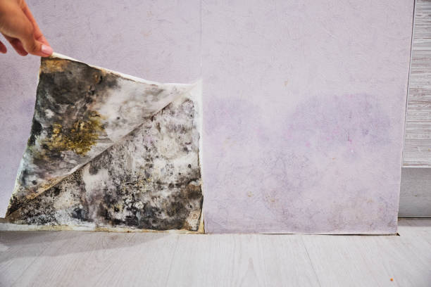 Best Office Mold Removal Services  in Lawnside, NJ